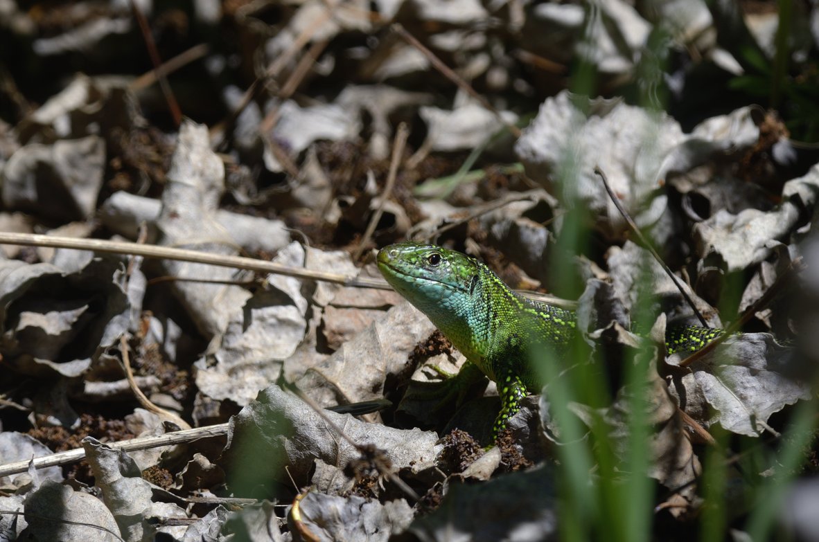 Ramarri  maschio e femmina, con attacco da Biacco